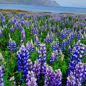 Meet your Posher, Marie